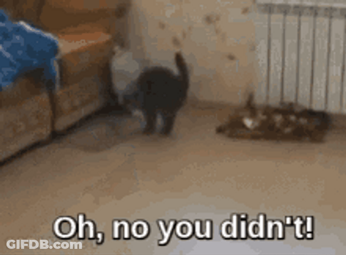 Oh No You Didn't Funny Walking Cat GIF