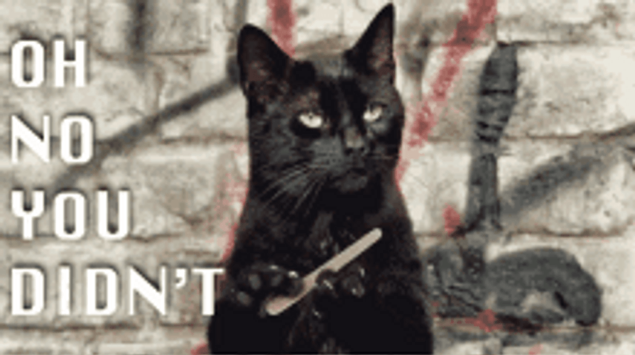 Oh No You Didn't Serious Black Cat GIF