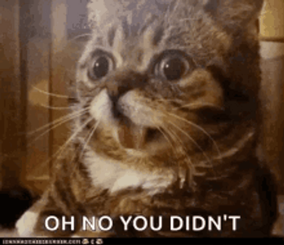 Oh No You Didn't Shocked Cats Reaction GIF