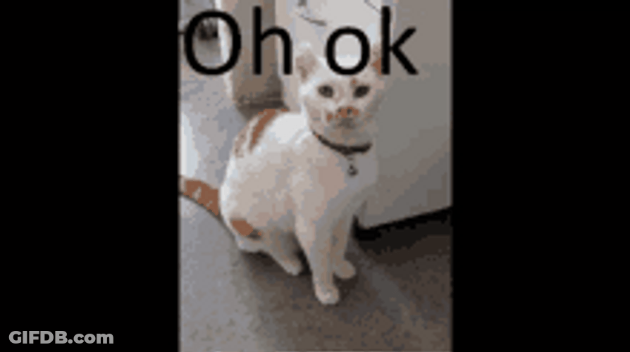 Oh Ok Wait What White Cat GIF