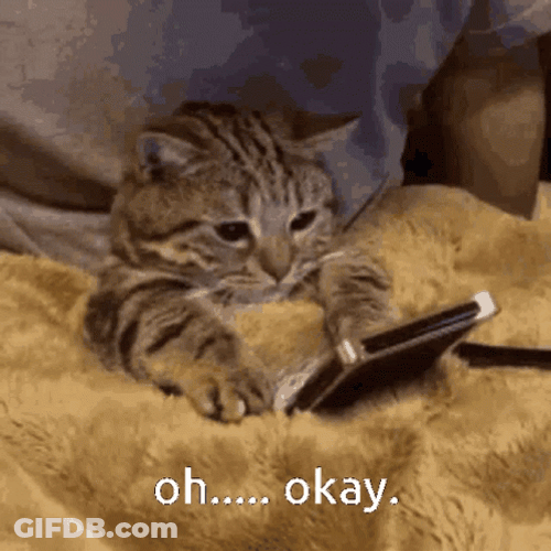 Oh Okay Cozy Kitten GIF