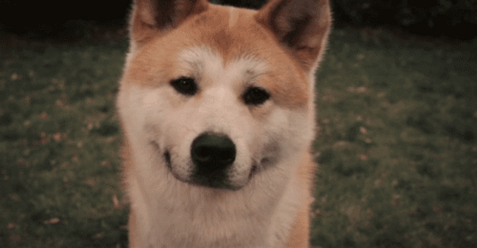 Oh Really Hachiko Head Tilt GIF