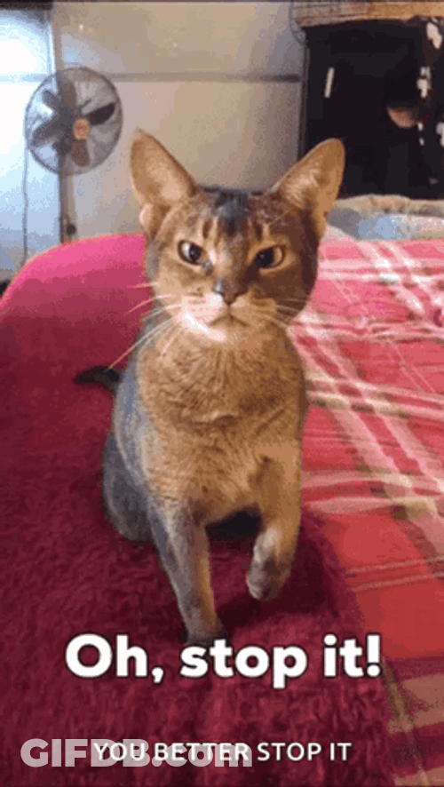 Oh Stop It You Cat GIF