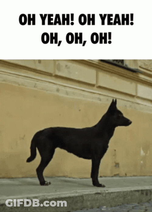 Oh Yeah Dog Dancing GIF
