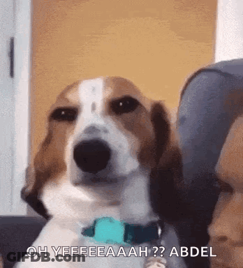 Oh Yeah Oh Hell Yeah GIF