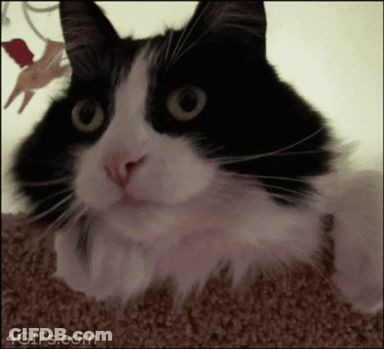Ohh Really Surprised Cat GIF