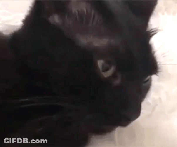 Ohhhh Cat Blep Funny GIF