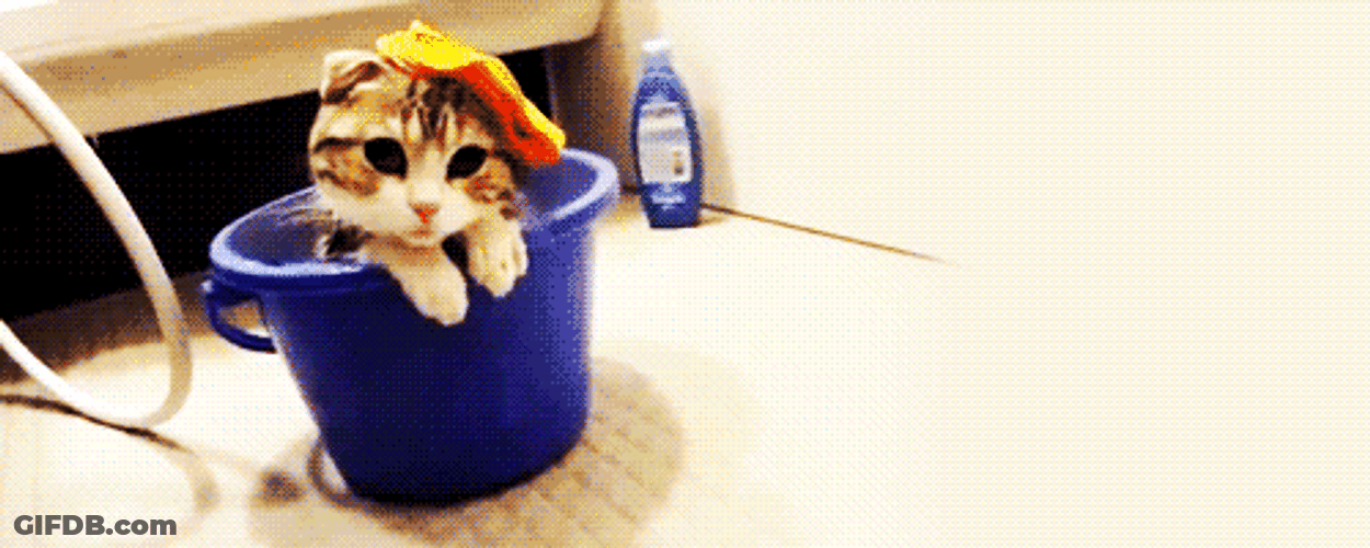 Ohhhh Cat Dropped Hat GIF