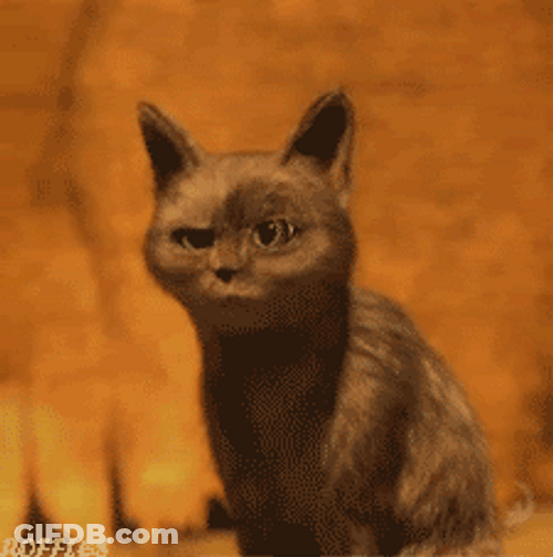 Ohhhh Oops Cat GIF