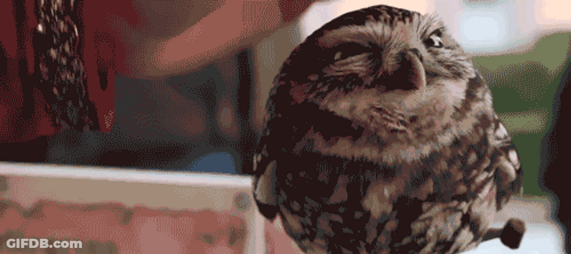 Ohhhh Relaxed Pet Owl GIF