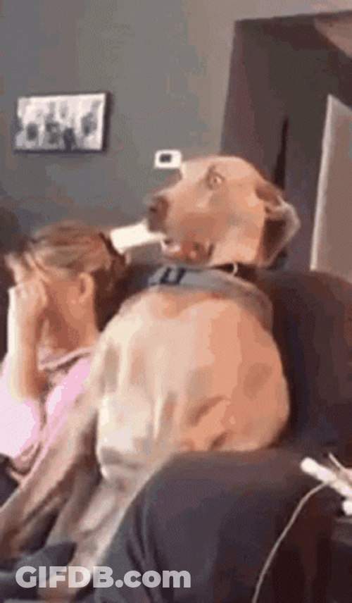 Ohhhh Shocked Dog GIF