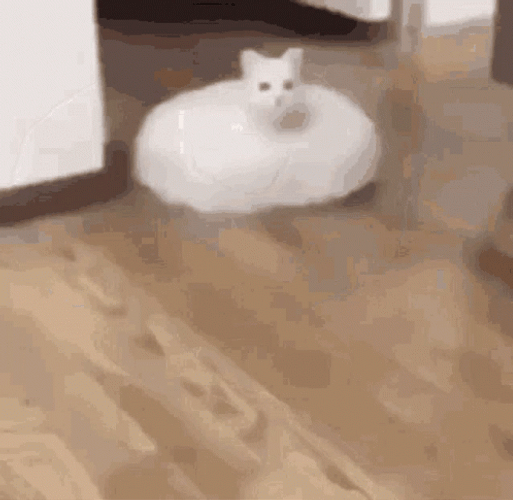 Ohio American Eskimo Dog GIF