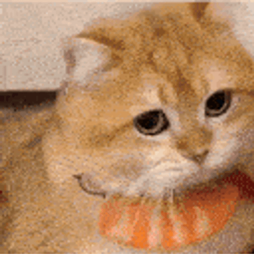 Okaminc GIF
