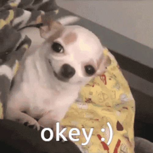 Okey Happy Chihuahua GIF