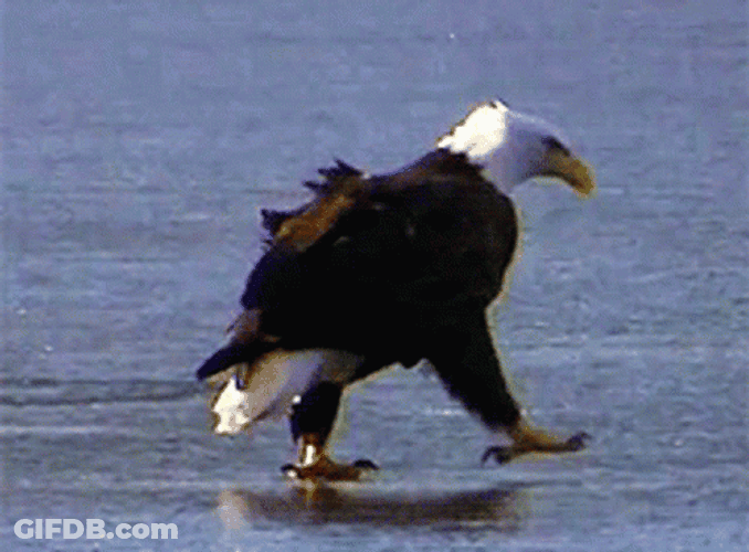 Old Bald Eagle Walking GIF