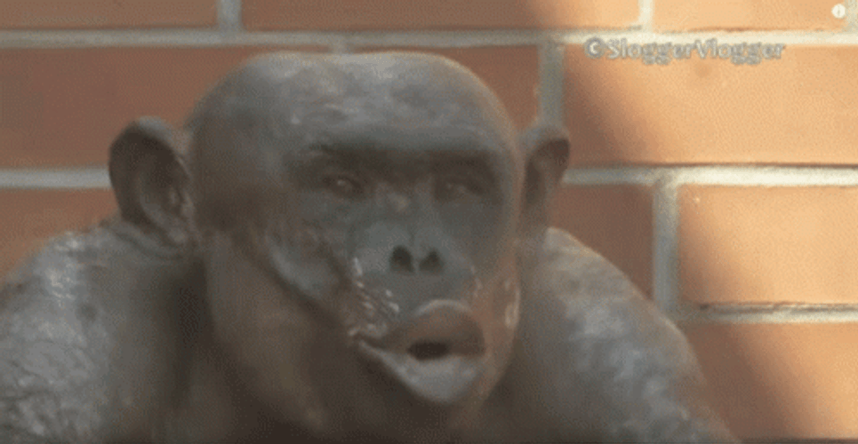 Old Chimp Monkey Kiss Display GIF