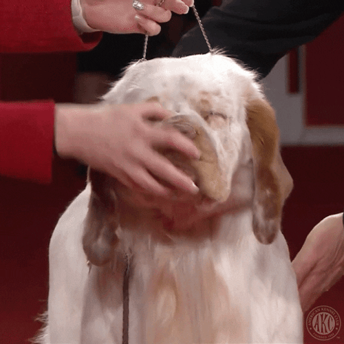 Old Dog Butter Dog Licking GIF