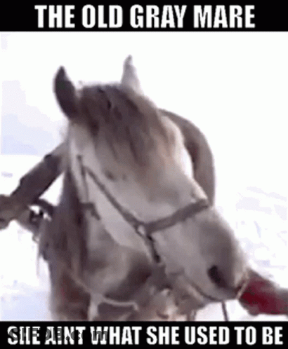 Old Gray Mare She Ain't What She Used To Be GIF