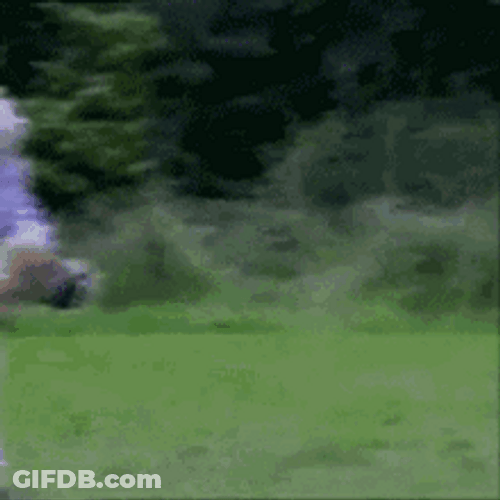 Old Lady Walking The Dog GIF