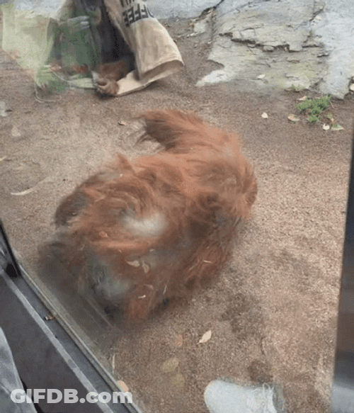 Old Orangutan Monkey Spinning GIF