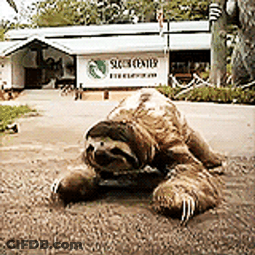 Old Sloth Crawling GIF