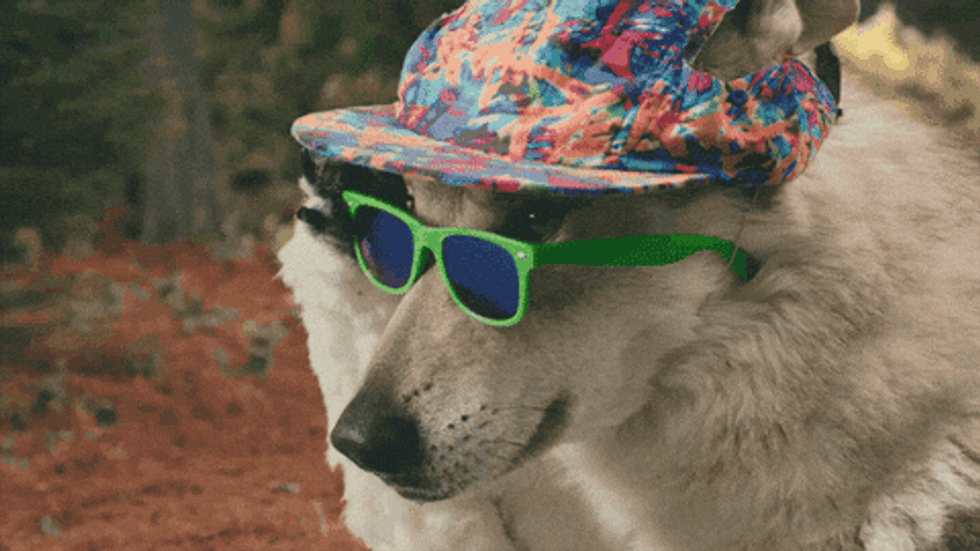 Old Spice Ptsd Dog GIF