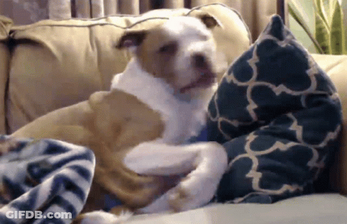 Oldmansethus Pitbull GIF