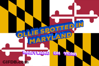 Ollie Spotted In Maryland Poster GIF