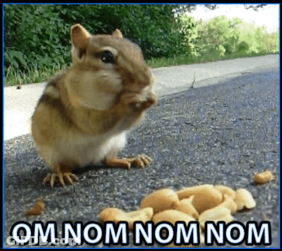 Om Nom Nom Cute Squirrel Meme GIF