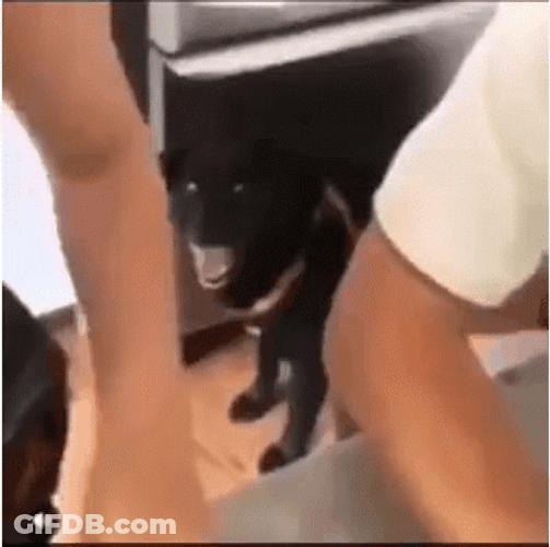 Omg Its Happening Black Dog GIF