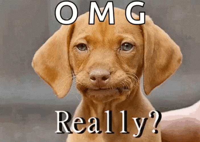 Omg Really With Dog GIF
