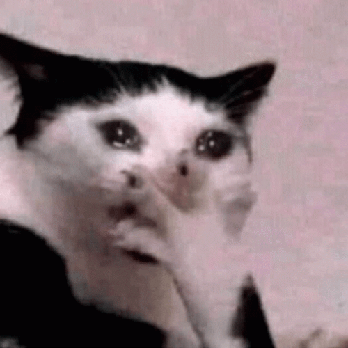Omg Shocked Cat Face Palm Meme GIF