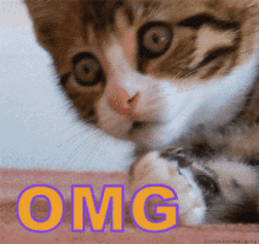 Omg Surprise Cat GIF