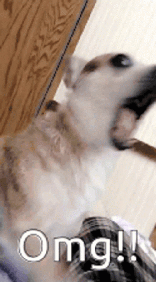 Omg Surprised Dog GIF