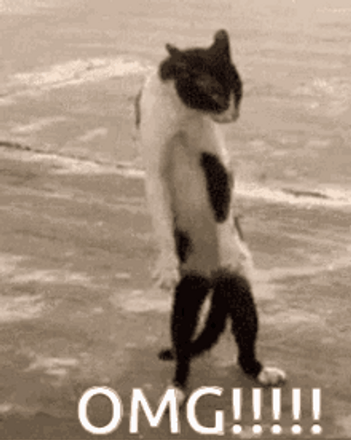 Omg Terrified Cat GIF
