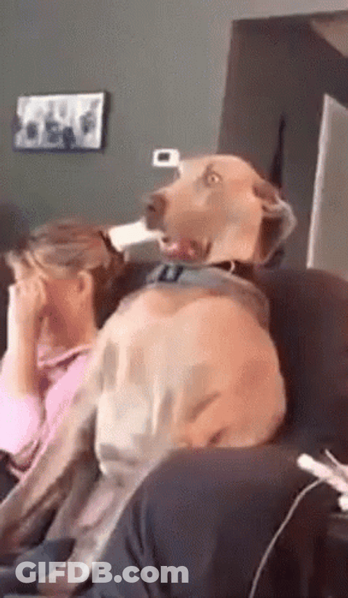 Omg What Scared Dog GIF