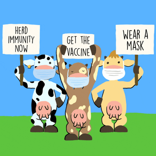 Omicron Variant Vaccine Immunity Cow GIF