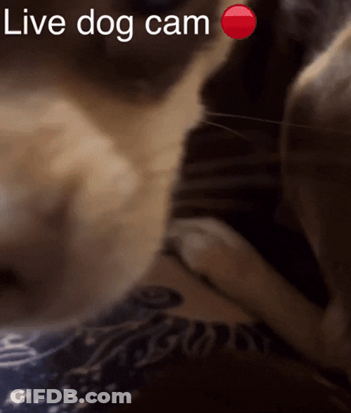 On Live Cam Dog Meme GIF