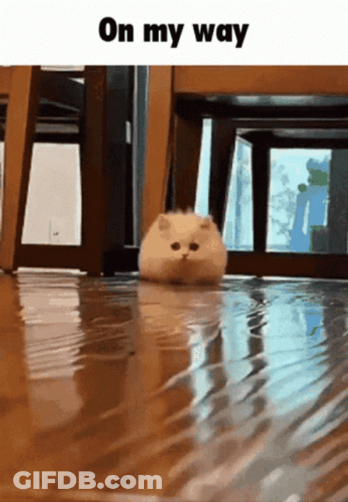 On My Way Cute Kitten GIF