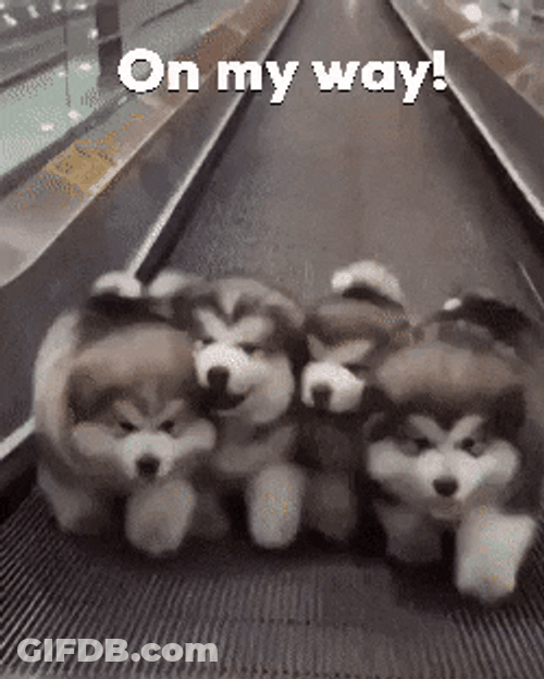 On My Way Four Husky Puppies GIF