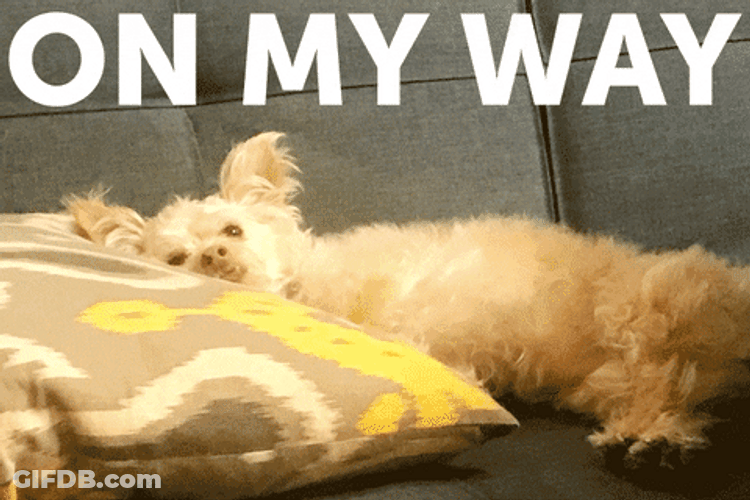 On My Way Lying Dog GIF