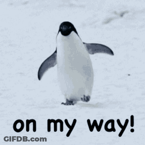 On My Way Penguin Walking GIF