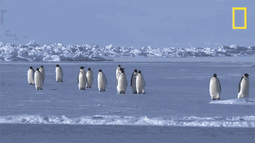 On Our Way National Geographic GIF