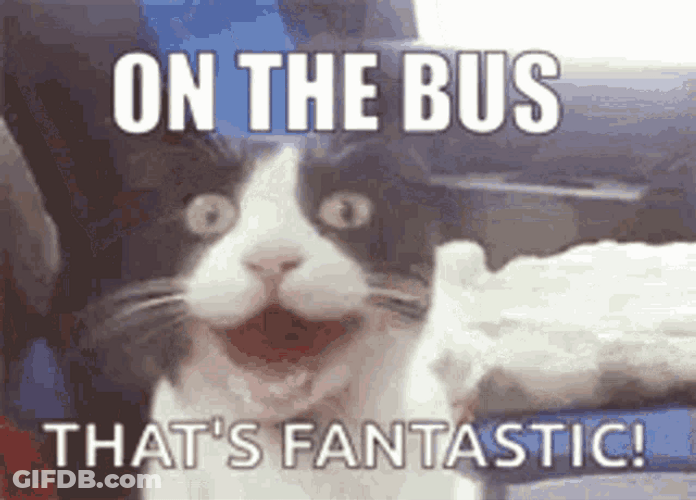 On The Bus Amazed Happy Cat Meme GIF