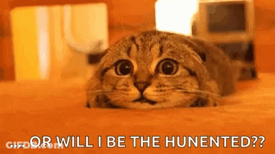 On The Look Out Cat GIF