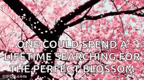 One Could Spend A Lifetime Searching For The Perfect Blossom GIF