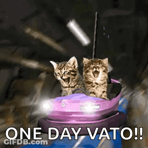 One Day Two Cats GIF