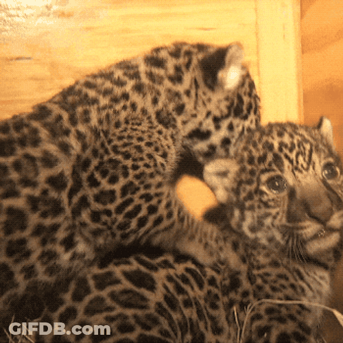 One Naughty Baby Jaguar GIF