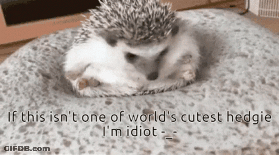 One Of The Cutest Hedgehog GIF