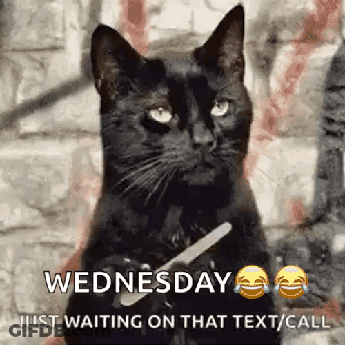 Only Wednesday Evil Cat Waiting For Text GIF